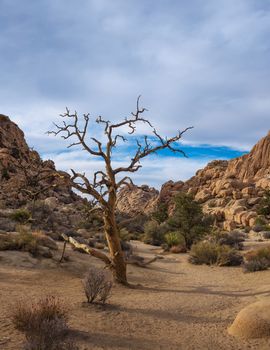 Desert trail in Joshua Tree National Park, California, USA