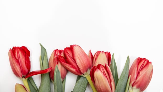 Flat lay top view of red tulips isolated on white for one side with empty place for text