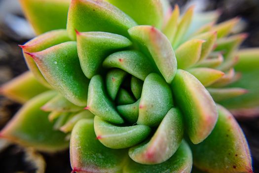 Close-up of the healing plant Aloe Vera.