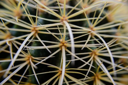 Close-up of the healing plant Aloe Vera.
