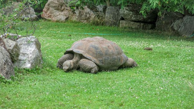 Galapagos giant tortoise, Chelonoidis nigra eating grass. It is the largest living species of tortoise. It has large brown bony shell and keeps a characteristic scute pattern through life.