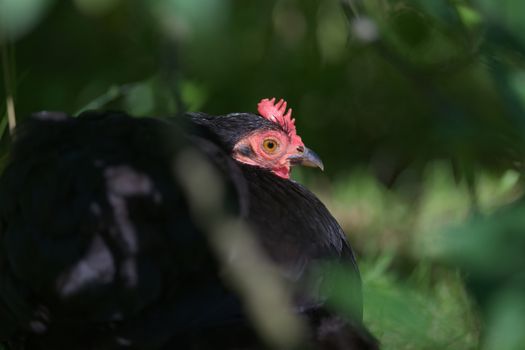 Close up portrait of the red face of a small black pekin bantam pure bred pet chicken as it sits amongst undergrowth.
