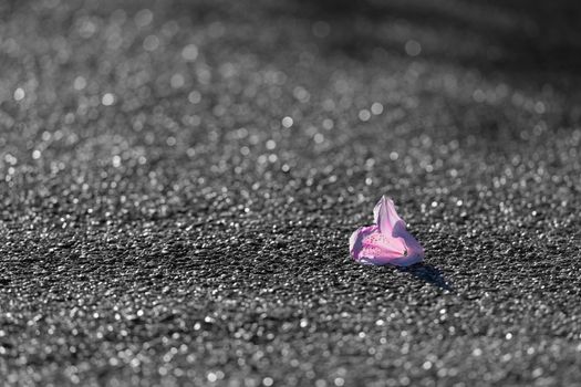 A fallen color popping pink and red flower head rests in contrast to a never ending sea of tarmac which shines like small pebbles in sunlight.