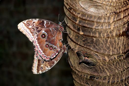 Blue Morpho (Morpho peleides) tropical butterfly mating on a tree trunk stock photo