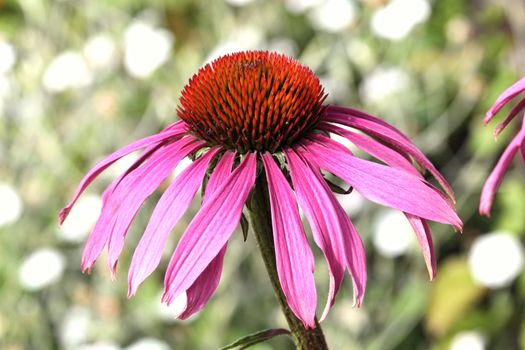 Echinacea Purpurea (Coneflower) a common hardy purple or white perennial, which as a herb is used to stimulate the immune system and has anti depressant properties