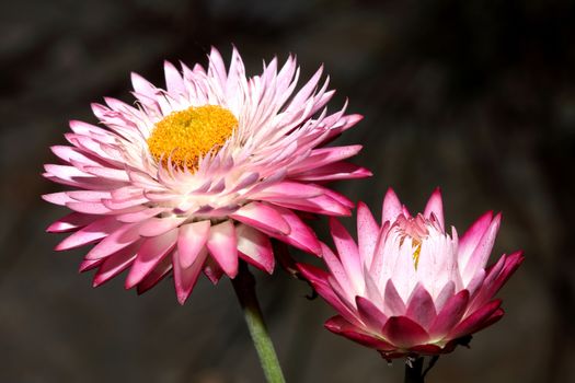 Helichysum is a common perennial flower sometimes called Everlasting stock photo