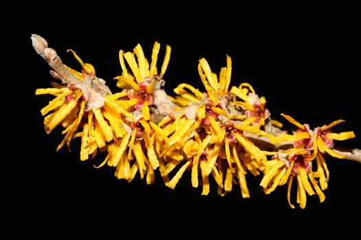 Hamamelis 'Brevipetala' (Witch Hazel) a yellow winter spring flowering shrub which has highly fragrant flowers and leafless when in bloom