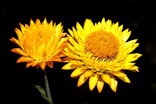 Helichysum (yellow) is a common perennial flower sometimes called Everlasting with a back background stock photo