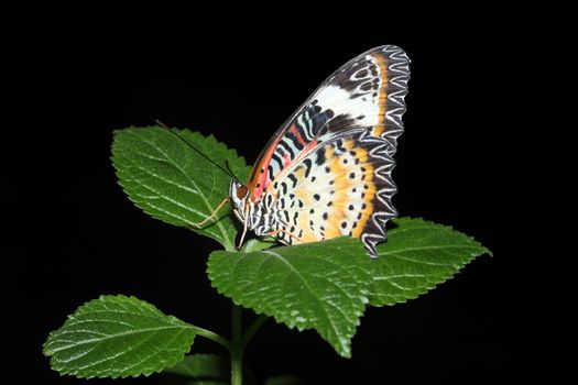 Tropical butterfly resting on green leaves stock photo