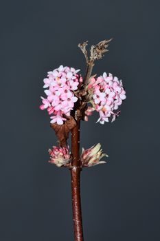 Viburnum x bodnantense 'Dawn' a pink winter flowering shrub which has highly fragrant flowers and leafless when in bloom