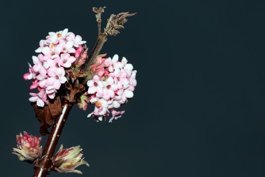 Viburnum x bodnantense 'Dawn' a pink winter flowering shrub which has highly fragrant flowers room for copy space stock photo