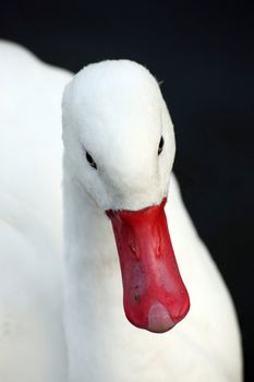 White Coscoroba Swan (Coscoroba coscoroba) bird often found in swamplands of South America stock photo