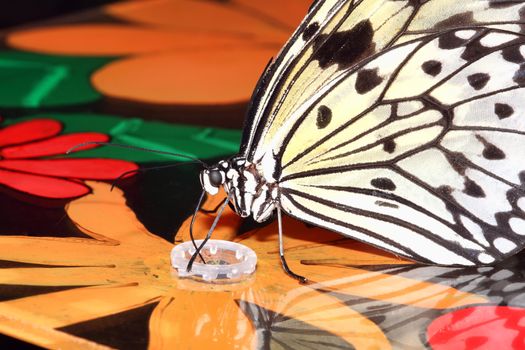 Idea leuconoe feeding which is commonly known as the large tree nymph butterfly stock photo