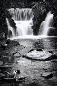 Penllergare Valley Woods Waterfall near Swansea in Wales UK a popular tourist travel destination black & white monochrome image