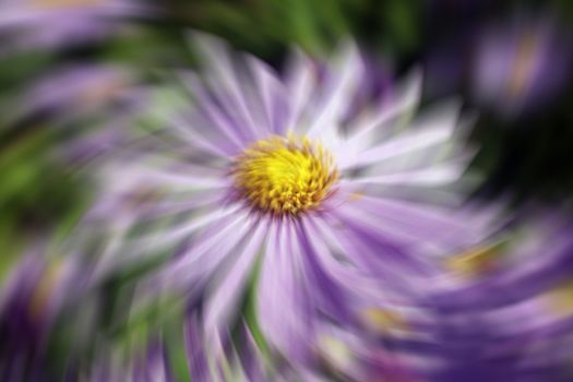 Aster x frikartii, 'Monch'  a common cultivated herbaceous perennial hardy garden flower plant also known as  Michaelmas Daisy with a wind breeze swirl effect stock photo