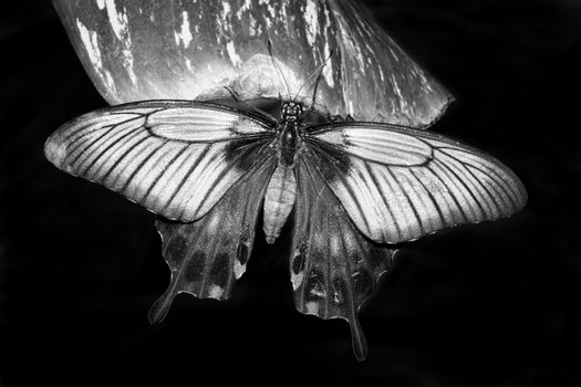 Tropical swallowtail butterfly resting on a leaf black and white monochrome image stock photo