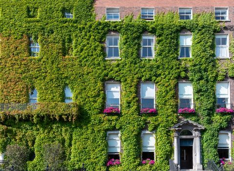Dublin, Ireland -- July 9, 2018. An ivy covered building in Dublin; some of the flats have flowers on the balcony.