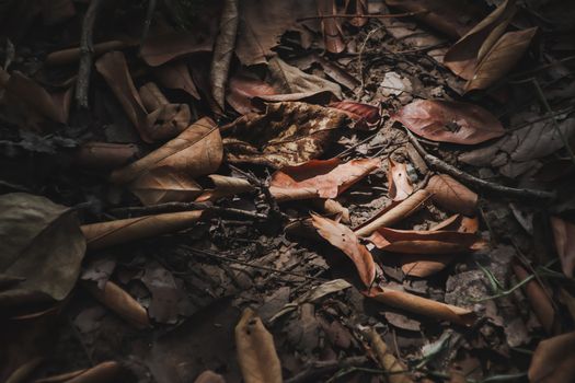 heap of dry leaves on the ground