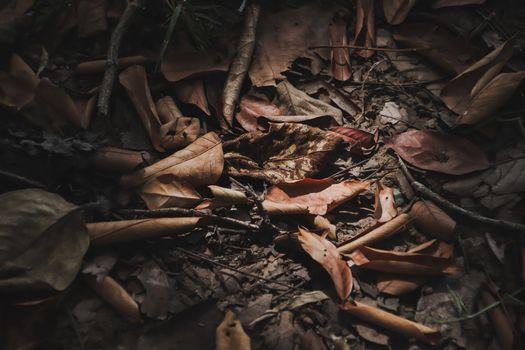 heap of dry leaves on the ground