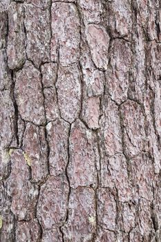 Embossed texture of the red bark