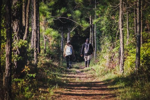 Hikers with backpacks walking trough forest path