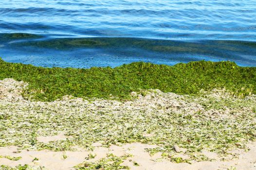green algae on an empty sandy beach.