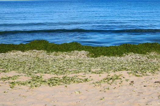 green algae on an empty sandy beach.