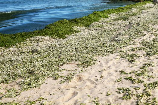 green algae on an empty sandy beach.