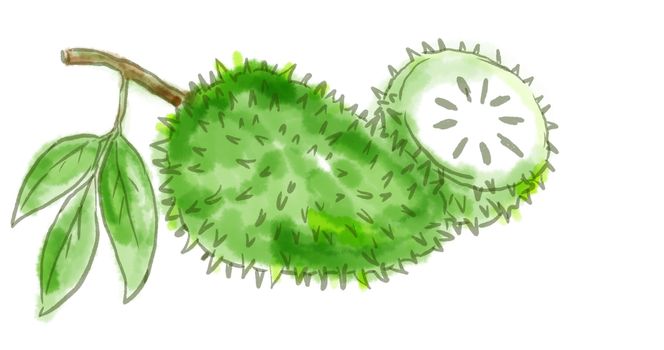 Watercolor drawing of a Soursop also, graviola, guyabano, guanabana, fruit of Annona muricata, a broadleaf, flowering, evergreen tree on white.