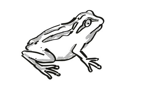 Retro cartoon style drawing of a Whistling Tree Frog , a native New Zealand wildlife on isolated white background done in black and white