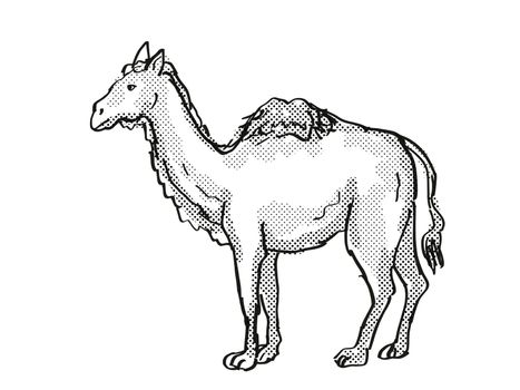 Retro cartoon style drawing of a Western Camel, an extinct North American wildlife species on isolated background done in black and white full body.