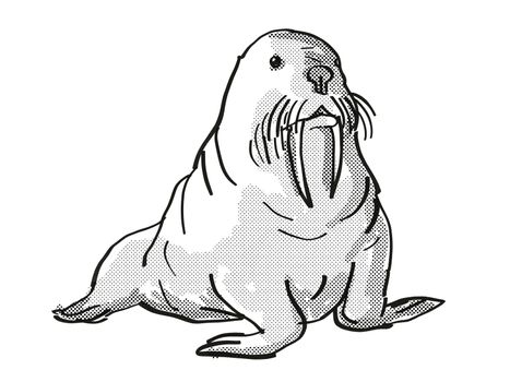 Retro cartoon line drawing style drawing of a Pacific Walrus, an endangered wildlife species on isolated background done in black and white full body.