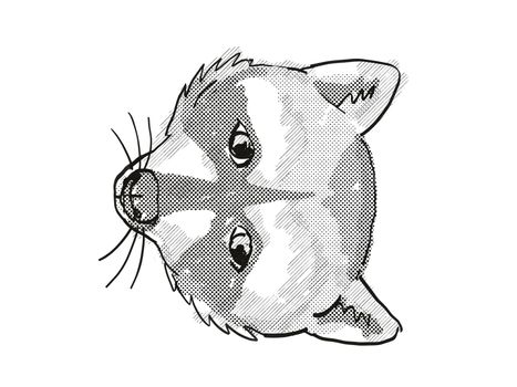 Retro cartoon style drawing of head of a Pigmy Raccoon, an endangered wildlife species on isolated white background done in black and white.