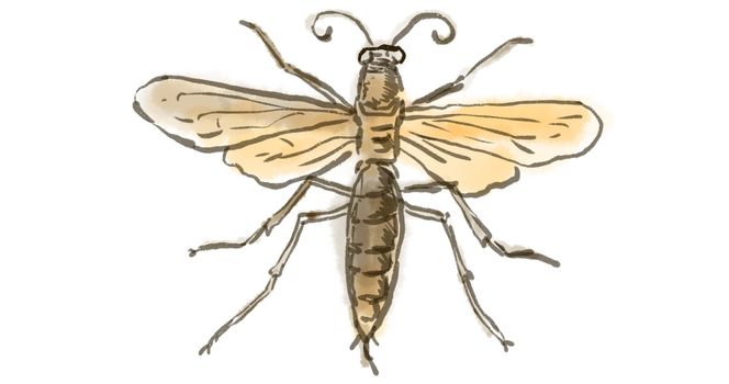 Watercolor drawing of a wasp with wings open on white.