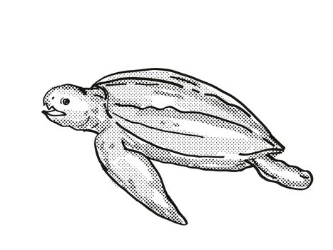 Retro cartoon line drawing style drawing of a Leatherback Sea Turtle, an endangered wildlife species on isolated background done in black and white full body.