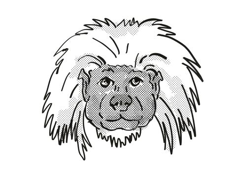 Retro cartoon style drawing of head of a Cottontop Tamarin , an endangered wildlife species on isolated white background done in black and white.
