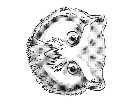 Retro cartoon style drawing head of a Northern White-Faced Owl viewed from front on isolated white background done in black and white