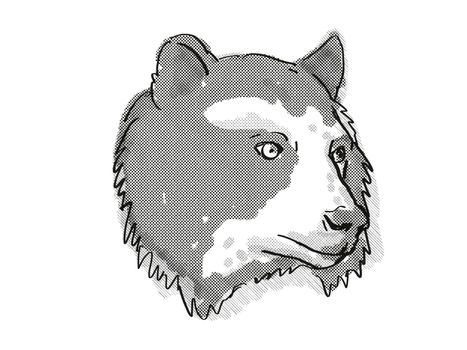 Retro cartoon style drawing of head of a Spectacled Bear also known as the Andean bear, an endangered wildlife species on isolated white background done in black and white.