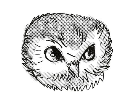 Retro cartoon style drawing head of a Northern Saw-Whet Owl viewed from front on isolated white background done in black and white