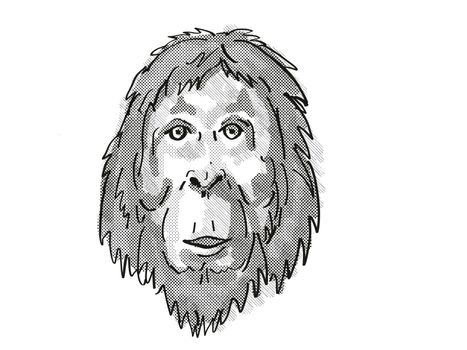 Retro cartoon style drawing of head of an Orangutan  , an endangered wildlife species on isolated white background done in black and white.