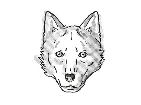Retro cartoon style drawing of head of a Red Wolf , an endangered wildlife species on isolated white background done in black and white.