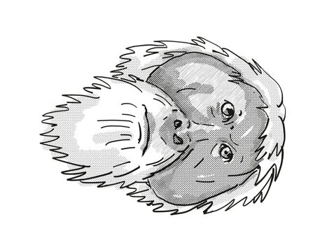 Retro cartoon style drawing of head of an Tapanuli Orang-utan or Pongo Tapanuliensis , an endangered wildlife species on isolated white background done in black and white.