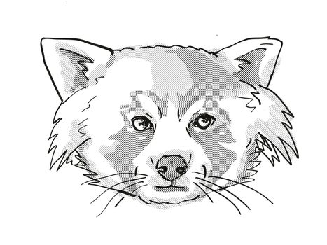 Retro cartoon style drawing of head of a Red Panda, a cat-sized species of carnivorous mammal and an endangered wildlife species on isolated white background done in black and white.