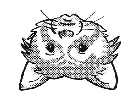 Retro cartoon mono line style drawing of head of a Red Panda , an endangered wildlife species on isolated white background done in black and white.