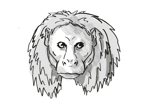 Retro cartoon style drawing of head of an Uakari, a small species of monkey, native to South America and an endangered wildlife species on isolated white  background done in black and white.