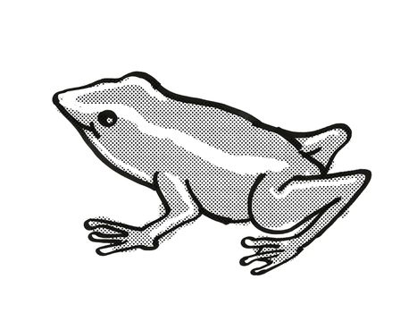 Retro cartoon mono line style drawing of a Monte Iberia Eleuth frog or Eleutherodactylus Iberia, an endangered wildlife species on isolated white background done in black and white full body.