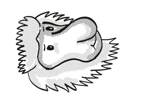 Retro cartoon mono line style drawing of head of a Proboscis Monkey, a medium-sized arboreal primate and endangered wildlife species on isolated white background done in black and white.
