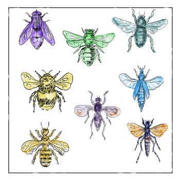 Vintage Victorian drawing illustration of a collection of Bees and Flies in full color on white background.