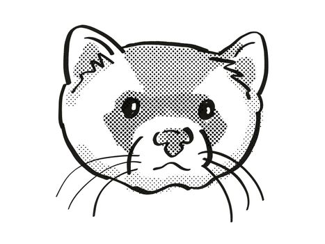 Retro cartoon mono line style drawing of head of a black-footed ferret, American polecat or prairie dog hunter and an endangered wildlife species on isolated white background done in black and white.