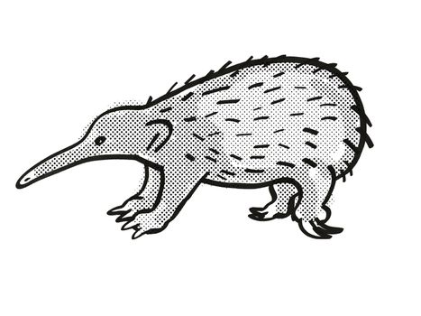 Retro cartoon mono line style drawing of a Western Long-beaked Echidna, an endangered wildlife species on isolated white background done in black and white full body.